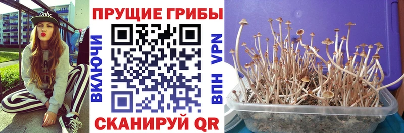 Галлюциногенные грибы Cubensis  где купить наркотик  Мурманск 